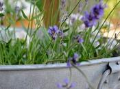 Flor lavanda...un gran tesoro verano