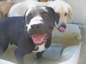 Oportunidad para HADES. SOS!! Perrera Badajoz.