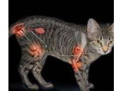 artrosis gatos