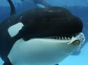 orcas imitan unas otras gente