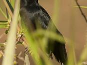 Varillero negro (Unicolored Blackbird)