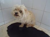 Kira, años abandonada perrera. (Badajoz)