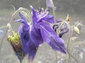 Florecilla