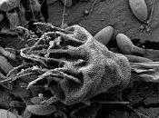 Isla Flotante Microbios