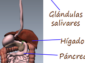 Introducción glándulas asociadas sistema digestivo vertebrados