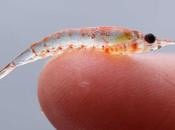 Millones krill están varando playas Oregón California