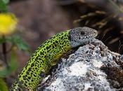 acabó fiesta lagartos verdinegros