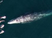 Delfines aprovechan estela ballena gris