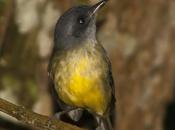 Choca amarilla (Plain Antvireo)