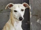 Tienen días contados!! galgos perrera mairena aljarafe. (sevilla)