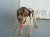 Perla, pointer entregada malas condiciones!! (badajoz)