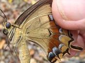 Capturada hembra mariposa peligro extinción