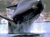 Instituto conservación ballenas
