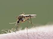 Diez consejos para escapar mosquitos