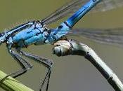 Coenagrion puella (Linnaeus, 1758)