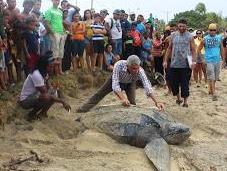 Ambiente atiende desove tortuga marina Playa Cardón