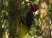 Carpintero grande (Robust Woodpecker) Campephilus robustus