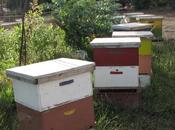 Abejas peligro
