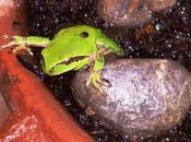 soñar ranas