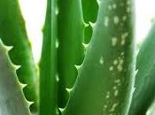 Aloe vera natural para cuidar piel verano