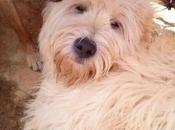 gran perro Siempre, adopción‏.