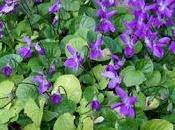 Cómo sembrar semillas violetas olor