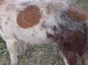 Ayuda para podenca enferma herida siempre calle. urgente!!!