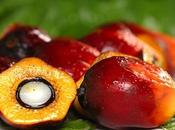 Saborea fabuloso aceite fruta palma roja