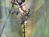 Orthetrum cancellatum (Linnaeus, 1758) Libélula azul, cola negra