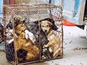 cruda realidad mataderos perros China.