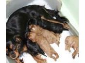 Eclampsia canina