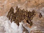 Murciélagos cueva
