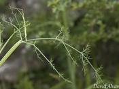 Pasando desapercibidos