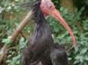 Medio Ambiente libera ibis eremitas Sierra Retín