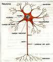 Descubren modo generar neuronas