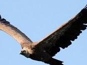 Gyps fulvus -buitre leonado-sai arrea-voitre branco-voltor comú-griffon vulture