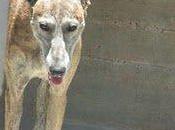 Lady, galga Etxauri sino consigue padrinos muere