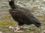 Recuperación buitre negro Sierra Pelada