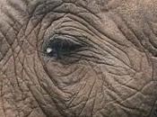 Mirada africana