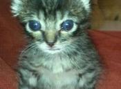 Bebe gatito abandonado Sevilla.