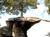 pino imposible vive sobre Roca Capilla