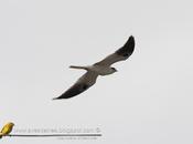 Milano blanco (White-tailed Kite) Elanus leucurus