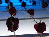 edades rosa