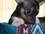 Carteras Manta Invierno 2013