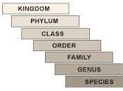 Taxonomía rangos clásicos, posterior Linnaeus
