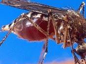Mosquitos Verano