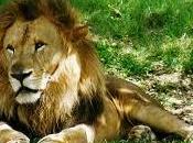 Animales salvajes