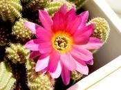 collection CACTUS