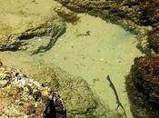 Poesía: horadar plural