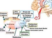 Efectos lesiones tálamo